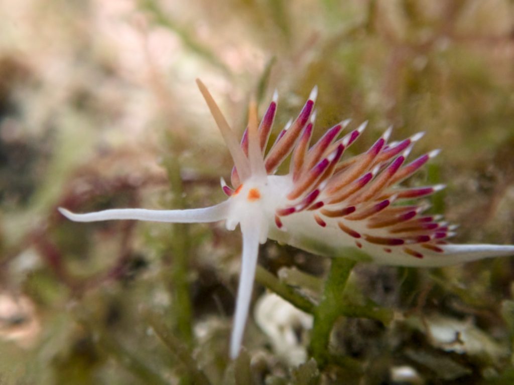 Nudibranche