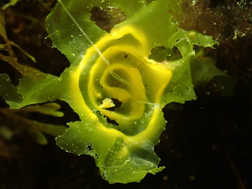 Une ponte de nudibranche